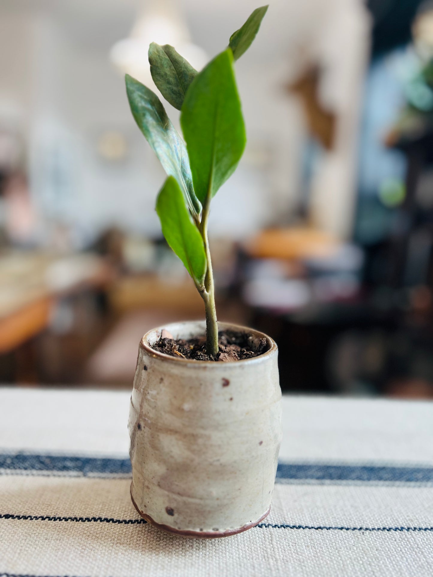 Wild Clay Yunomi White Slip Planter with ZZ Plant by Matt Fishman Pottery