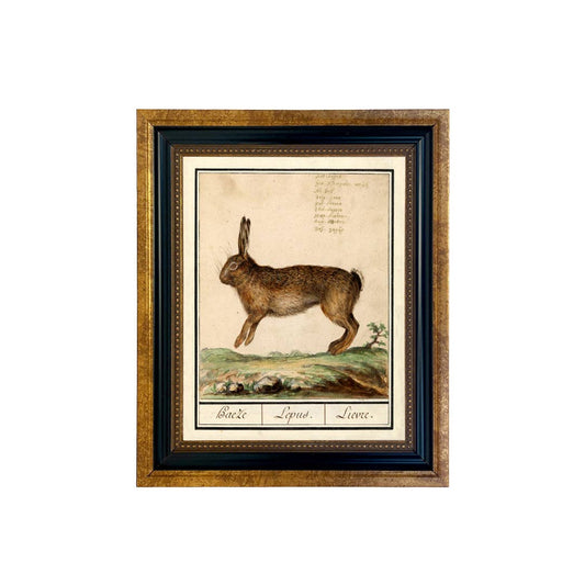 “The Hare Atlas” — Framed Rabbit Illustration Behind Glass