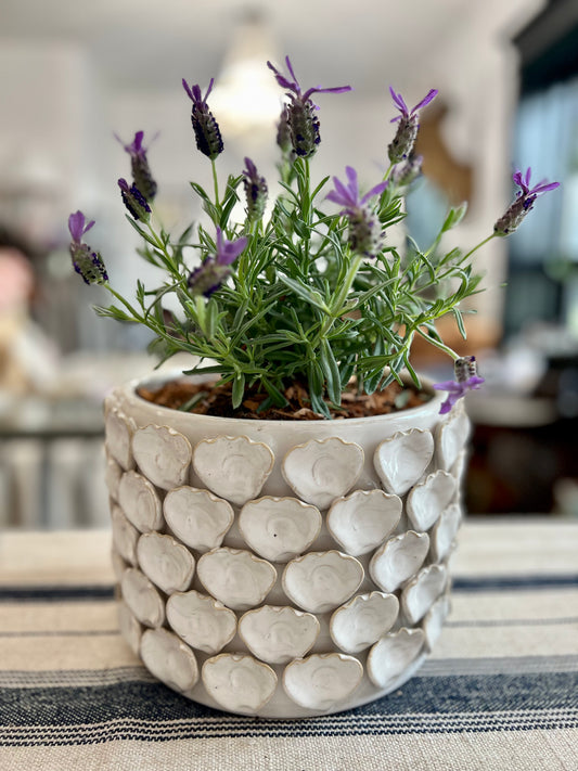 Floral Petal Ivory Ceramic Planter with Spanish Lavender