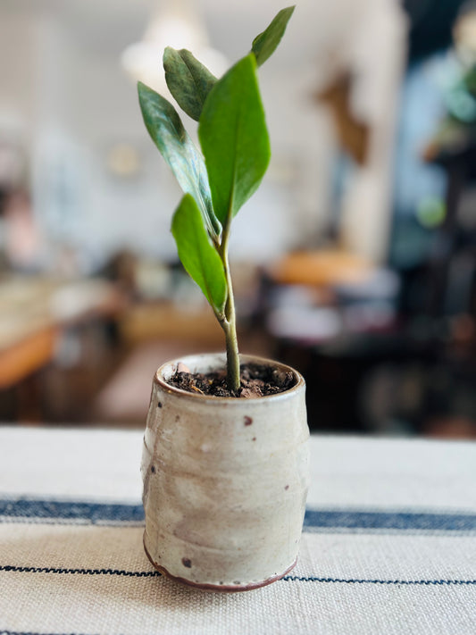 Wild Clay Yunomi White Slip Planter with ZZ Plant by Matt Fishman Pottery