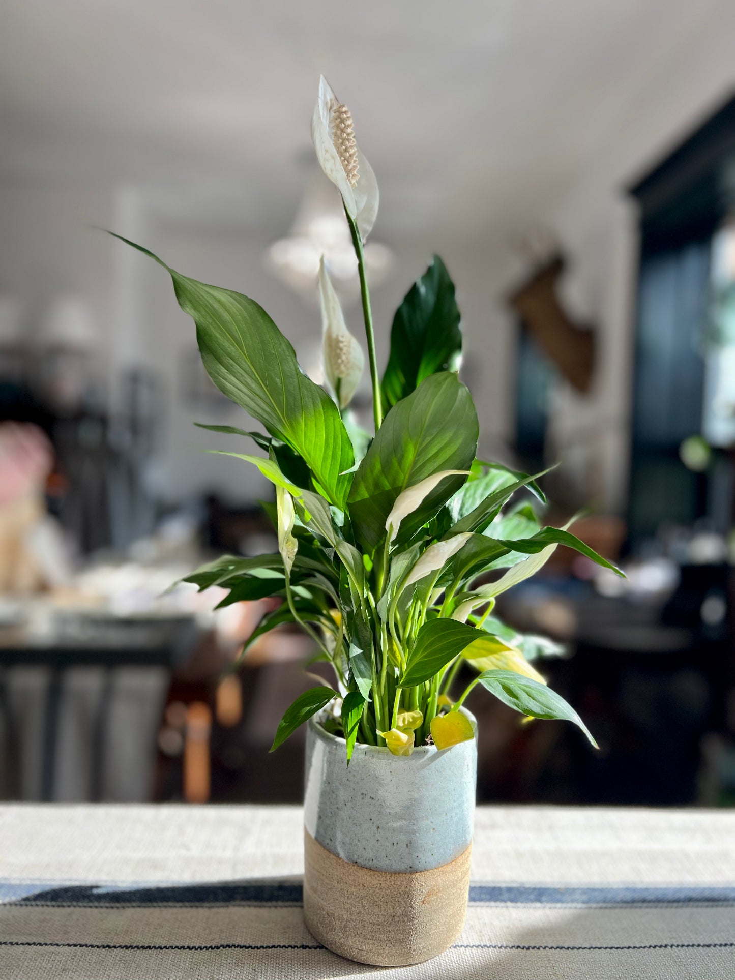 Hand-Thrown Planter by Matt Fishman Pottery with Peace Lily