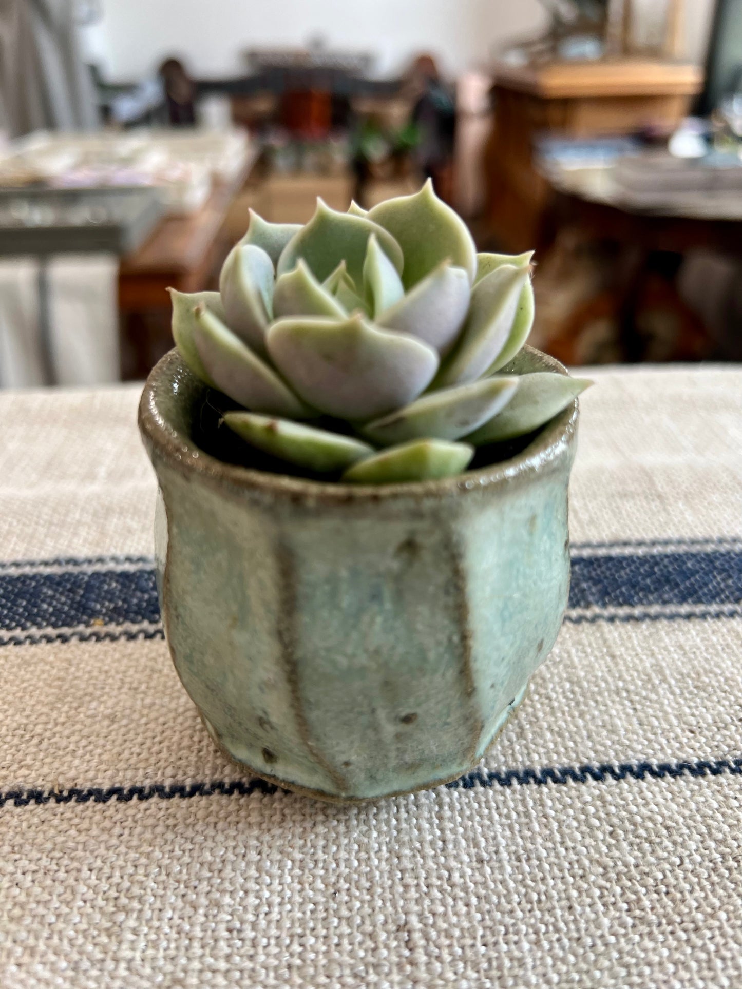 Wild Clay and Nuka Glaze Planter with Succulent by Matt Fishman Pottery