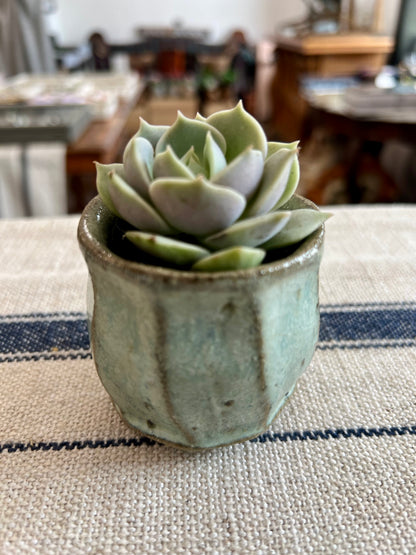 Wild Clay and Nuka Glaze Planter with Succulent by Matt Fishman Pottery