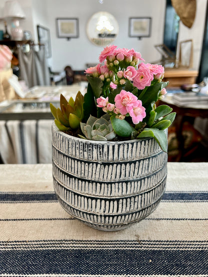 Paloma Small Planter Pot with Succulents