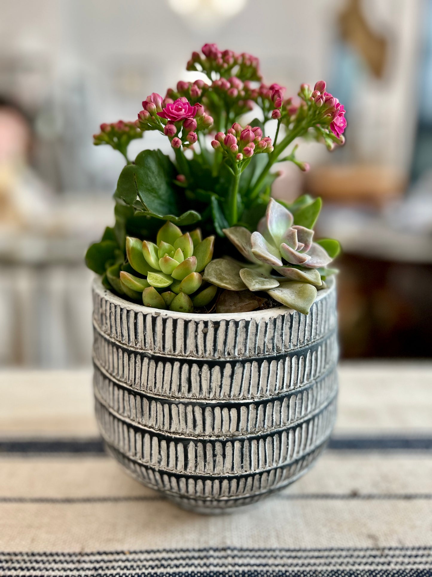 Paloma Small Planter Pot with Succulents