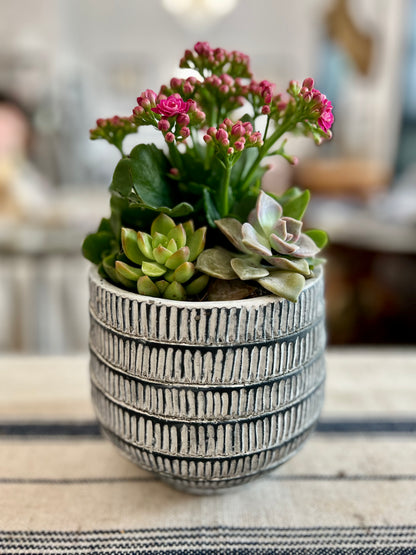 Paloma Small Planter Pot with Succulents