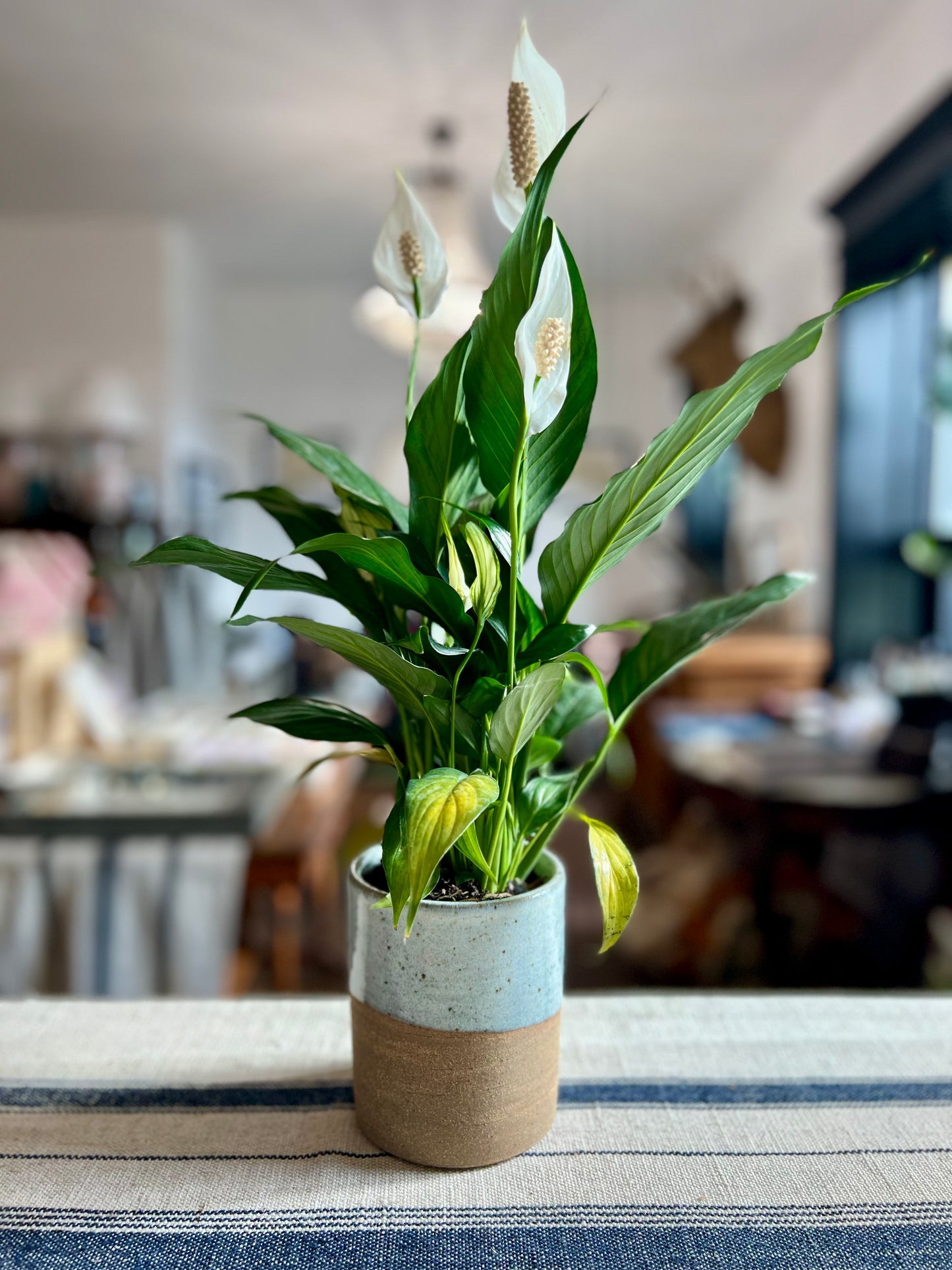 Hand-Thrown Planter by Matt Fishman Pottery with Peace Lily