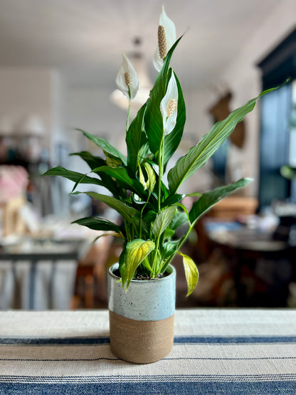 Hand-Thrown Planter by Matt Fishman Pottery with Peace Lily