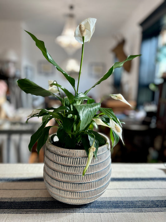 Paloma Large Planter Pot with Peace Lily