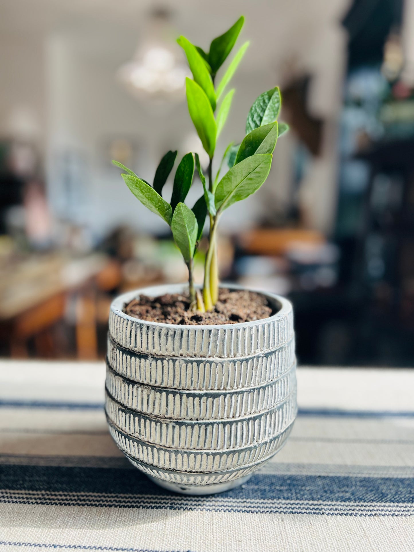 Paloma Small Planter Pot with ZZ Plant