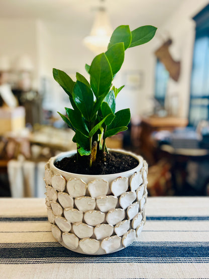 Ceramic Ivory Petal Planter with ZZ Plant
