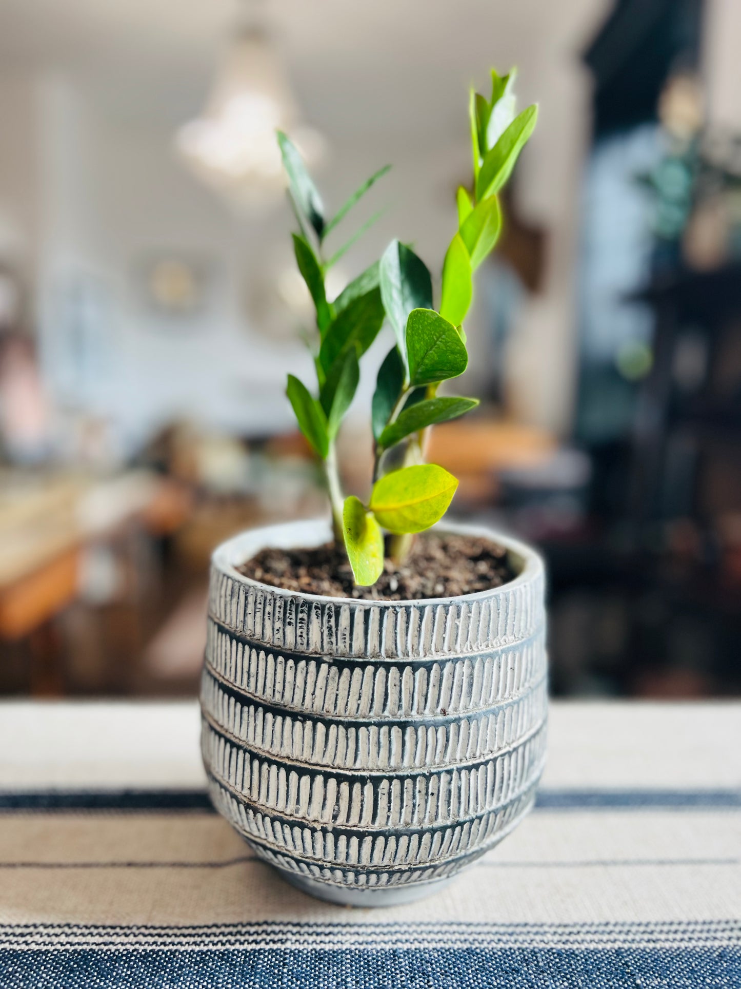 Paloma Small Planter Pot with ZZ Plant