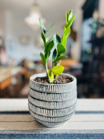 Paloma Small Planter Pot with ZZ Plant