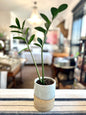 Hand-Thrown Planter by Matt Fishman Pottery with ZZ Plant