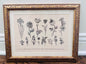 Botanical Floral Framed Print