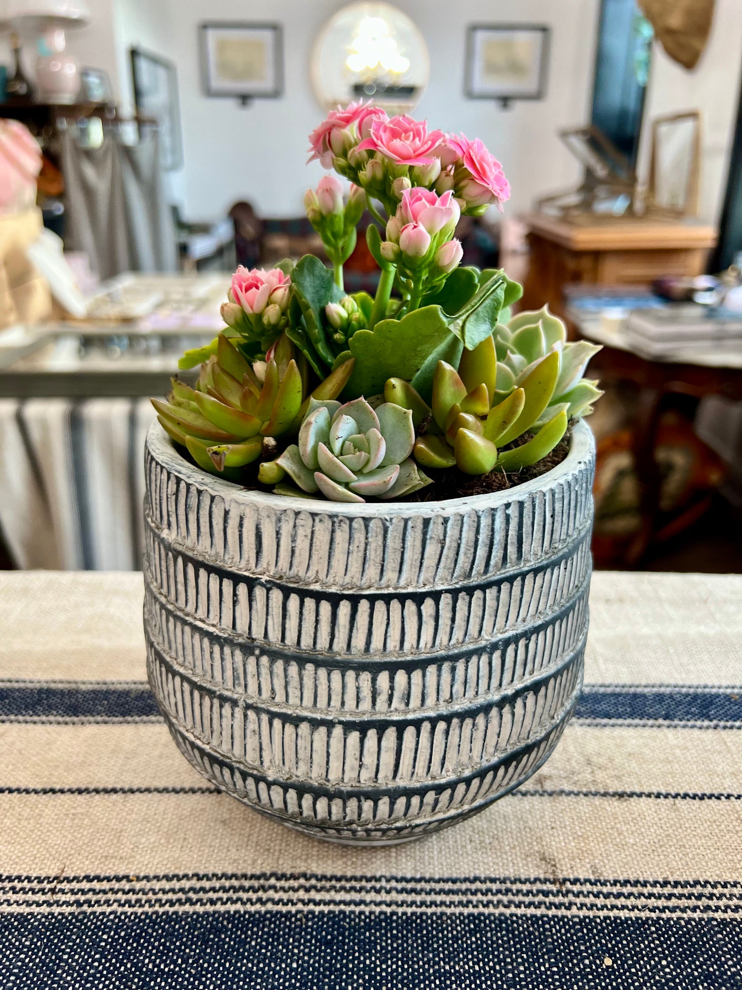 Paloma Small Planter Pot with Succulents