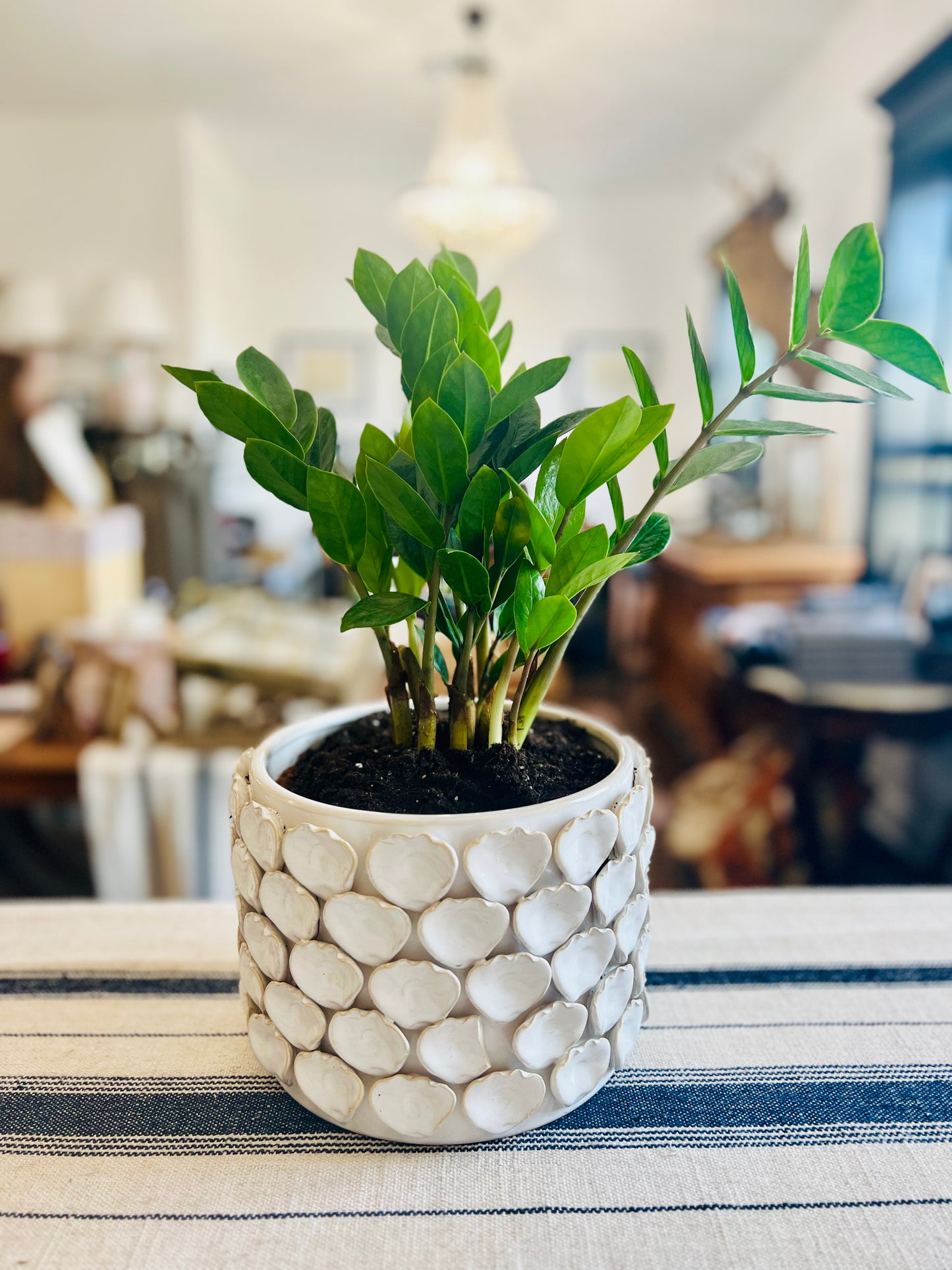 Ceramic Ivory Petal Planter with ZZ Plant