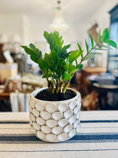 Ceramic Ivory Petal Planter with ZZ Plant