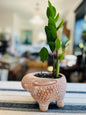 Handmade Terracotta Rabbit Planter Pot With ZZ Plant