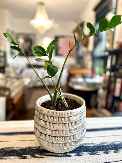 Paloma Large Planter Pot with ZZ Plant