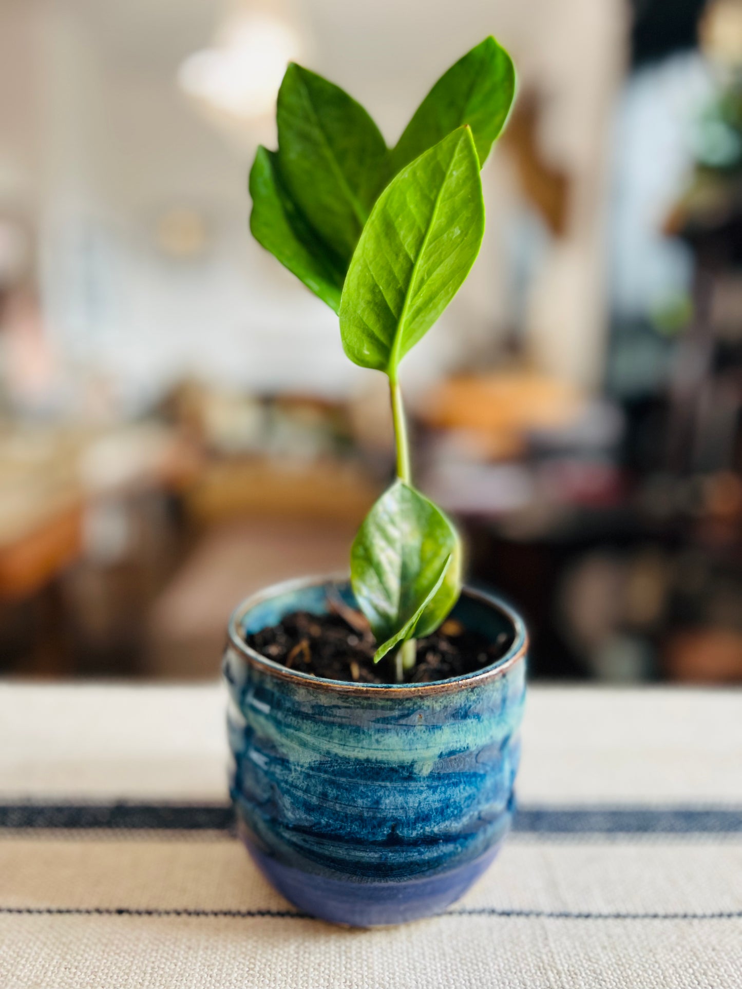 Deep Blue Planter with ZZ Plant - Handmade by Ceramic Artist Natalie Zelman