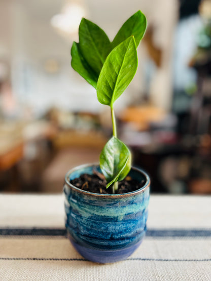 Deep Blue Planter with ZZ Plant - Handmade by Ceramic Artist Natalie Zelman