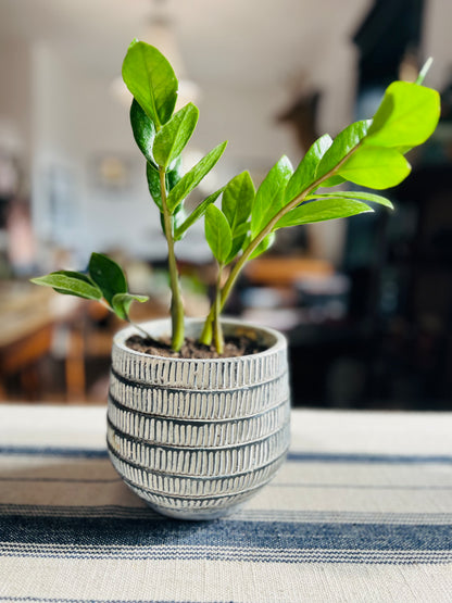 Paloma Small Planter Pot with ZZ Plant