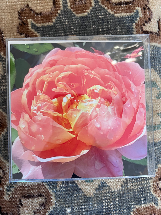 Photography Cards set of 4 by Artist Susan Anderson