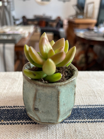 Wild Clay and Nuka Glaze Planter with Succulent by Matt Fishman Pottery