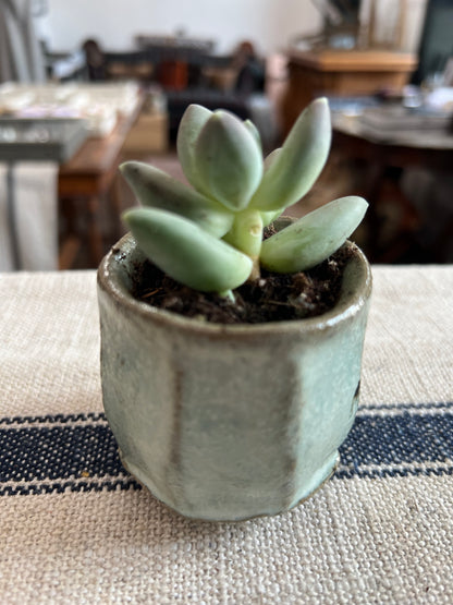 Wild Clay and Nuka Glaze Planter with Succulent by Matt Fishman Pottery
