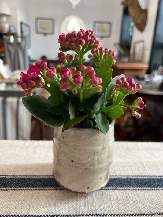 Wild Clay Yunomi White Slip Planter with Succulent by Matt Fishman Pottery