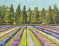 Pick Your Own Lavender - Original Painting by Susan Anderson