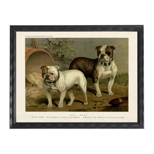 Doon Brae and Smasher Bulldogs - Reproduction Framed Art