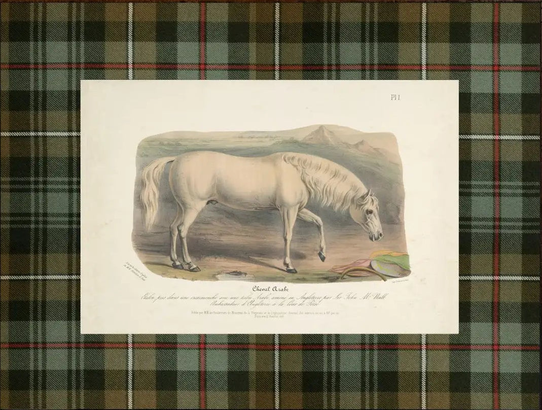 "Cheval Arabe" Plaid Mat Framed Print