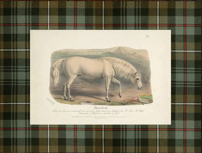 "Cheval Arabe" Plaid Mat Framed Print