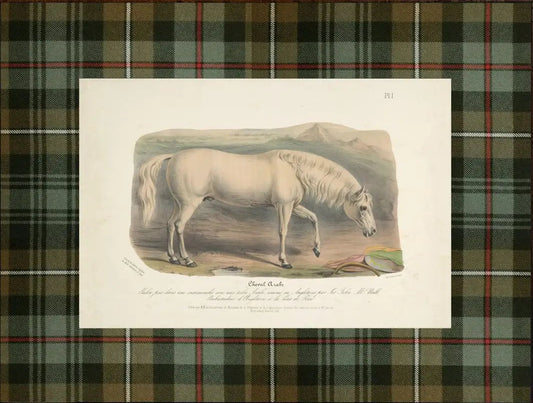 "Cheval Arabe" Plaid Mat Framed Print