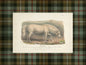 "Cheval Arabe" Plaid Mat Framed Print