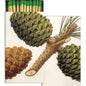 Pinecones Matches